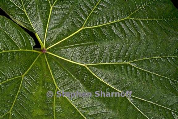 gunnera insignis 1 graphic